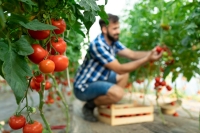 Hoe je succesvol tomaten kunt kweken