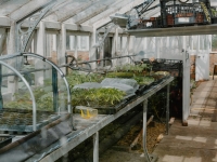 Dit kun je nu al zaaien en planten voor de IJsheiligen