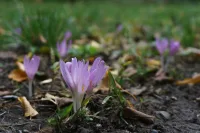 Plant deze bloembollen nu voor kleur in het voorjaar