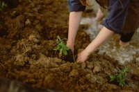 Blote wortel planten is de slimste bespaartip voor je tuin