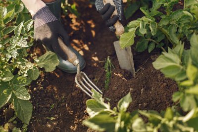 Hoe begin je je eigen moestuintje?