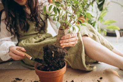 5 soorten planten die je gezondheid verbeteren