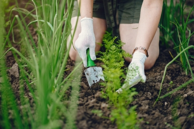 Moestuinieren voor beginners: alles wat je moet weten om te beginnen!