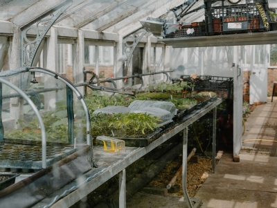 Dit kun je nu al zaaien en planten voor de IJsheiligen