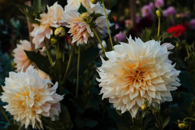 Zo kweek je dahlia's die bloeien van juni tot oktober