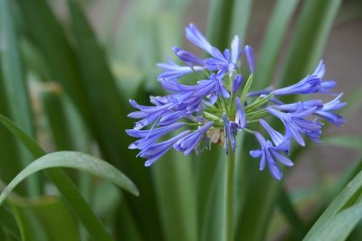 Agapanthus geeft je tuin nu een mediterrane touch