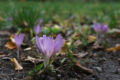 Plant deze bloembollen nu voor kleur in het voorjaar