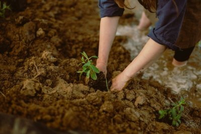 Blote wortel planten is de slimste bespaartip voor je tuin