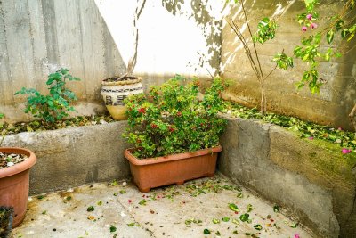 Haal deze planten nu naar binnen voor het te laat is