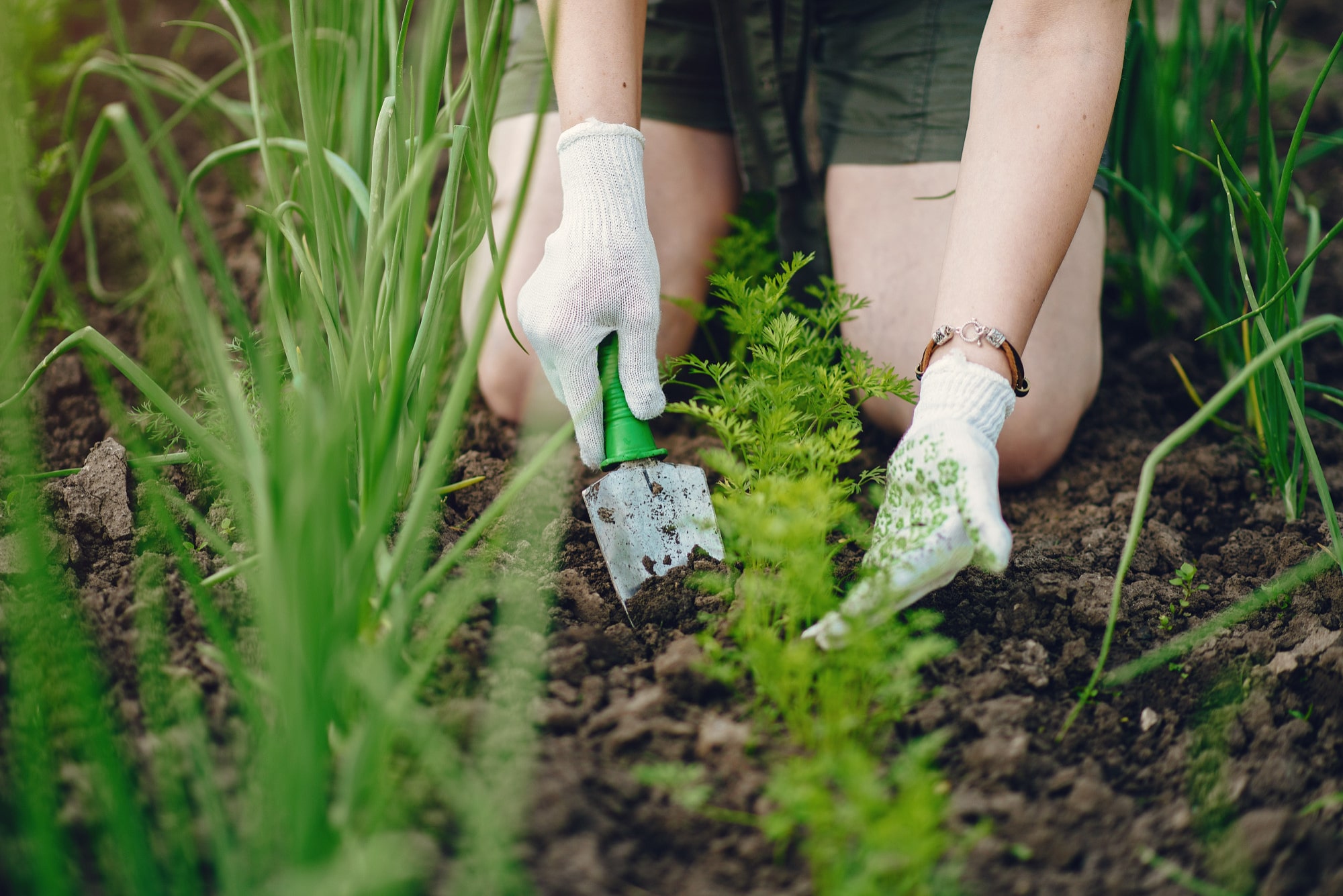 Moestuinieren voor beginners: alles wat je moet weten om te beginnen!
